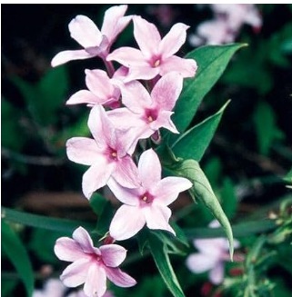 Pink Jasmine